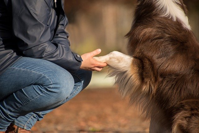 Connect with your pet using animal communication