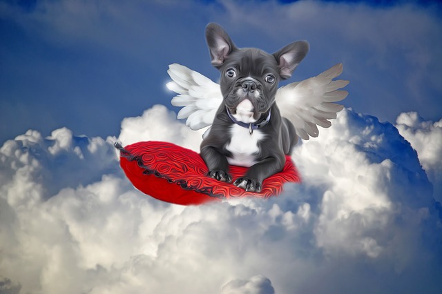 Dog in Heaven