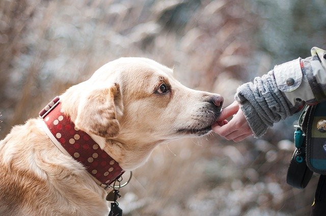 pet psychic and a dog