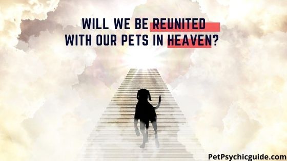 Will We Be Reunited With Our Pets In Heaven