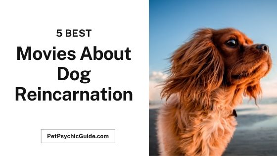 Movies About Dog Reincarnation