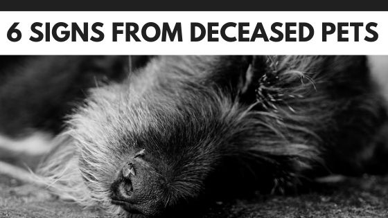 Signs From Deceased Pets