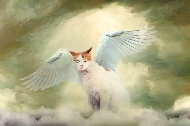 Cat in heaven after death