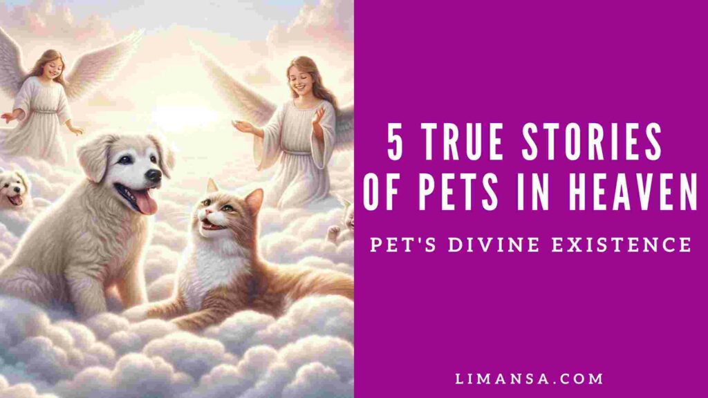 True stories of pets in heaven