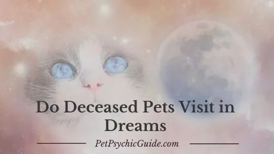 Do Deceased Pets Visit in Dreams