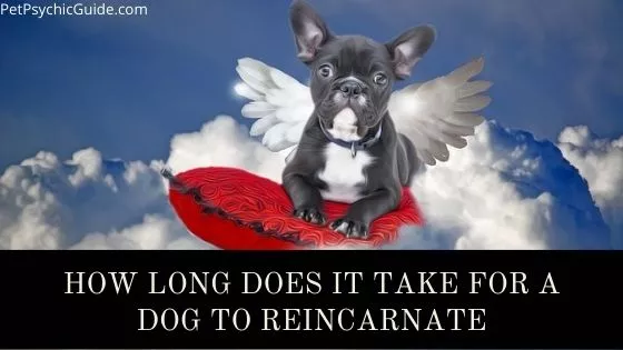 How Long Does It Take For A Dog To Reincarnate