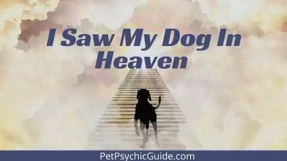 I Saw My Dog In Heaven