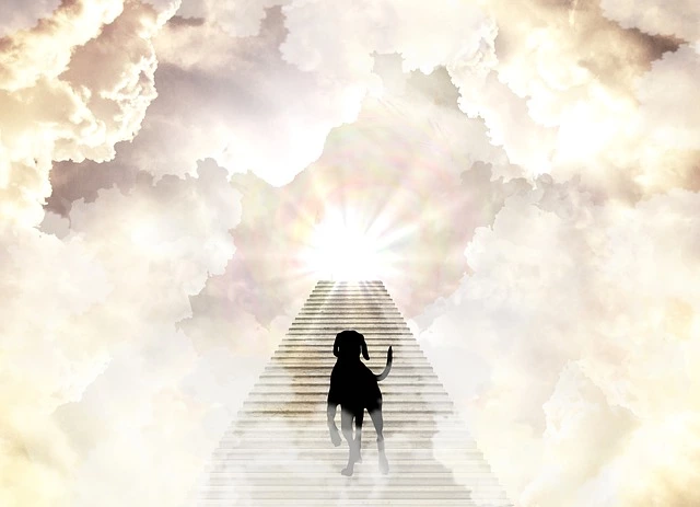 pet going to heaven