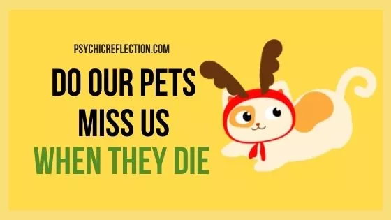 do our pets miss us when they die